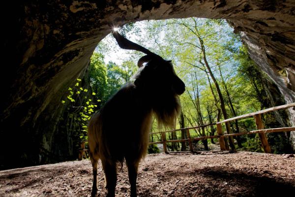 Silueta de carnero en la cueva de Zugarramurdi